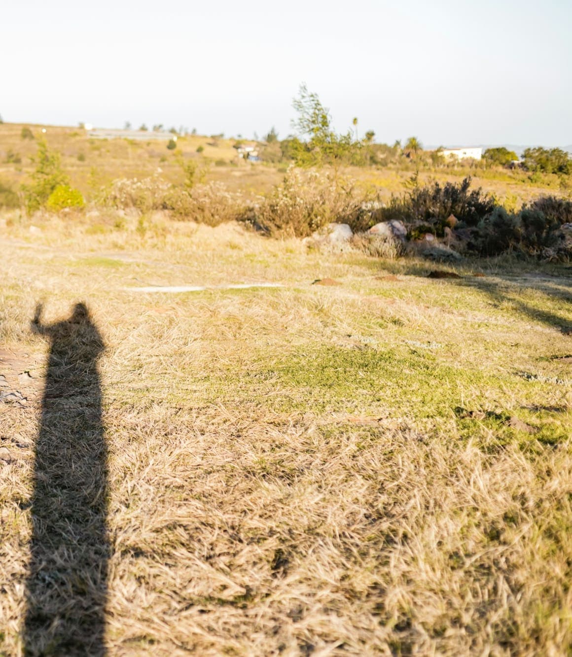 Dried grass on bare soil (cropped)